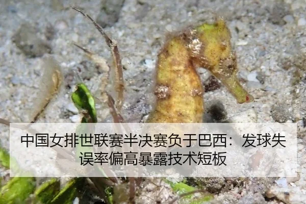 中国女排世联赛半决赛负于巴西：发球失误率偏高暴露技术短板